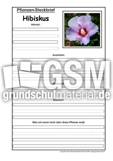 Pflanzensteckbrief-Hibiskus.pdf